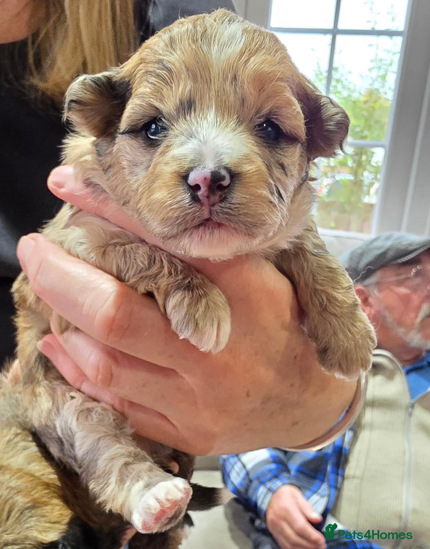 Mixed Breed dogs for sale: Unique Poo-Shi puppies 2 left  - Advert 1