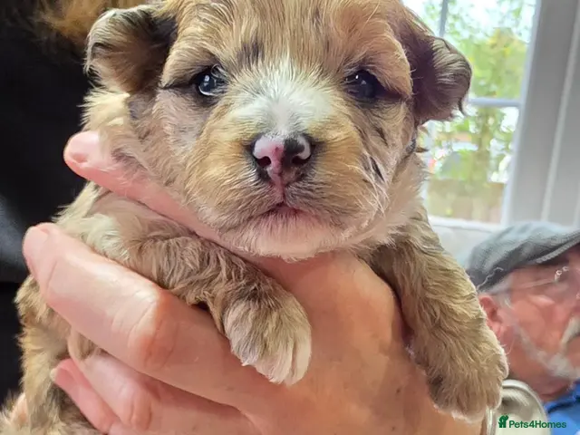 Mixed Breed dogs for sale: Unique Poo-Shi puppies 2 left - Advert 1