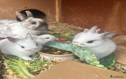 Netherland Dwarf rabbits for sale: 4 gorgeous netherland dwarfs babies - Image 12