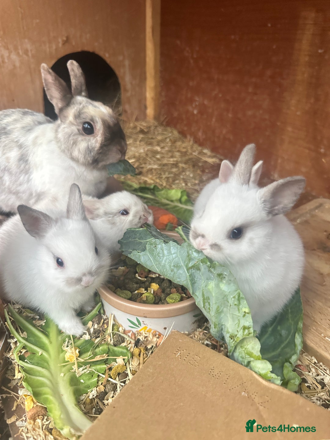 Netherland Dwarf rabbits for sale: 4 gorgeous netherland dwarfs babies - Image 12