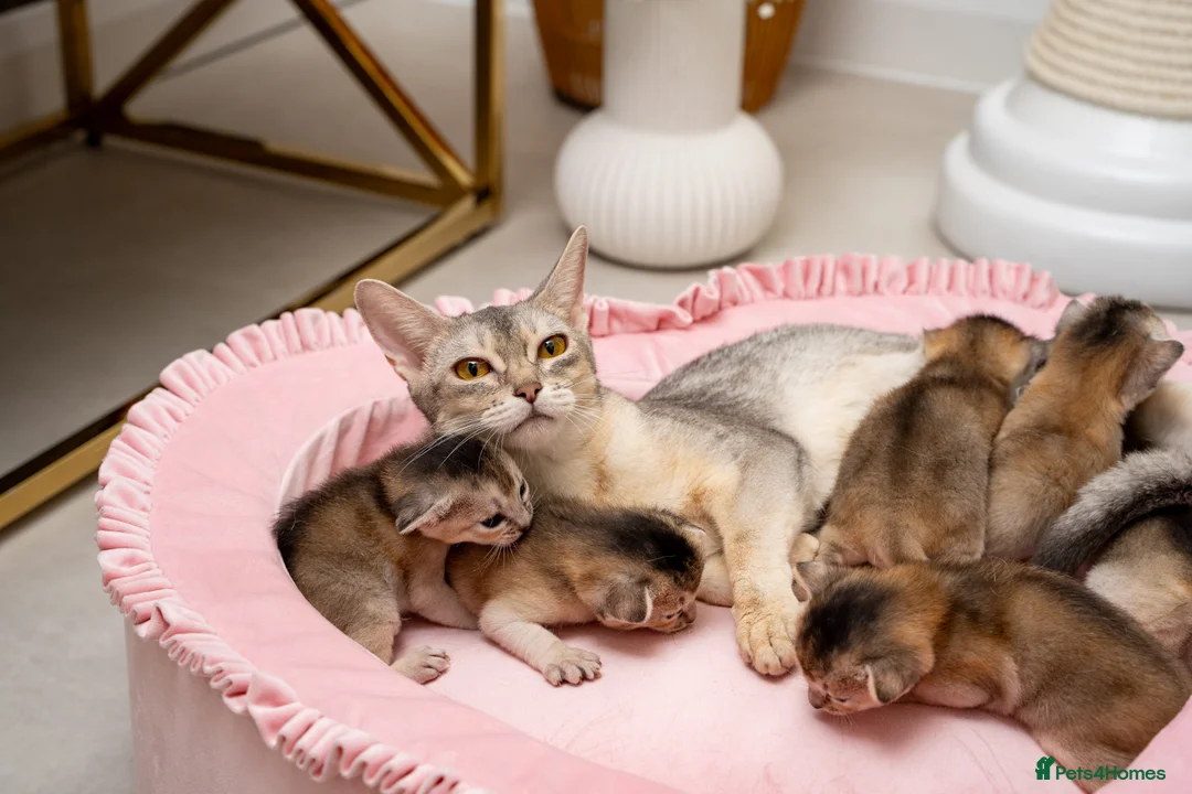 Abyssinian cats for sale: Exceptional Pedigree 6 Abyssinians-Super Friendly - Advert 13