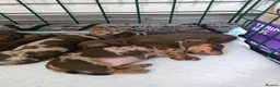 Dachshund dogs for sale: 5 mini daschund puppies are looking for home - Advert 7