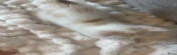 Mixed Breed cats for sale: Male kittens  - Advert 9