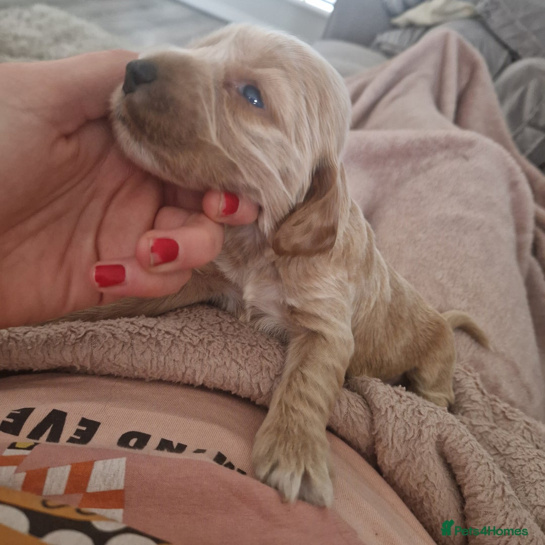 Cockapoo dogs for sale: 6 beautiful F2 cockapoos for sale!    - Advert 9