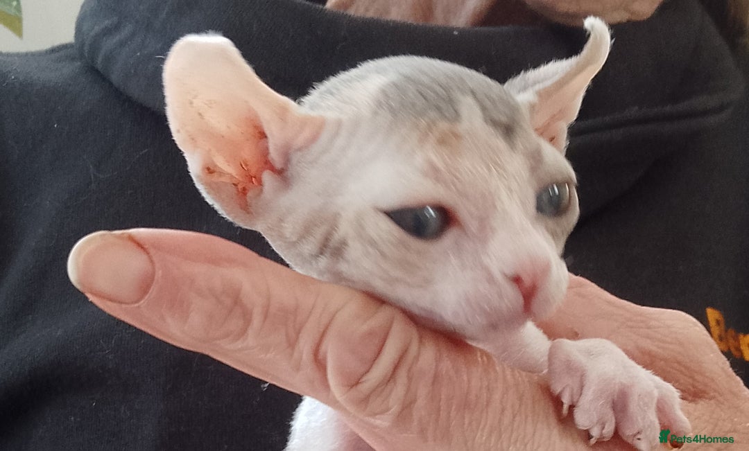 Sphynx cats for sale: Beautiful Sphinx available  - Image 9