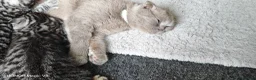 Scottish Fold cats for sale: Scottish Fold ×  Shorthair Silver Tabby Mix Kitten - Advert 7