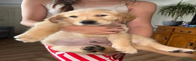Golden Retriever 3