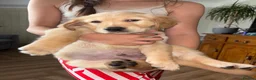 Golden Retriever dogs for sale: 5 GOLDEN RETRIEVERS READY NOW 🐾 - Advert 30