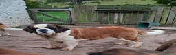 Saint Bernard dogs for sale: Show Quality Saint Bernard's  - Advert 4