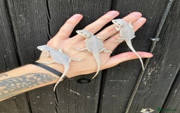 Bearded Dragon reptiles for sale: Various Bearded Dragon Morphs in Downham Market - Image 22