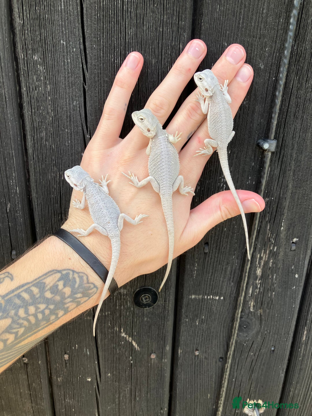 Bearded Dragon reptiles for sale: Various Bearded Dragon Morphs in Downham Market - Image 22