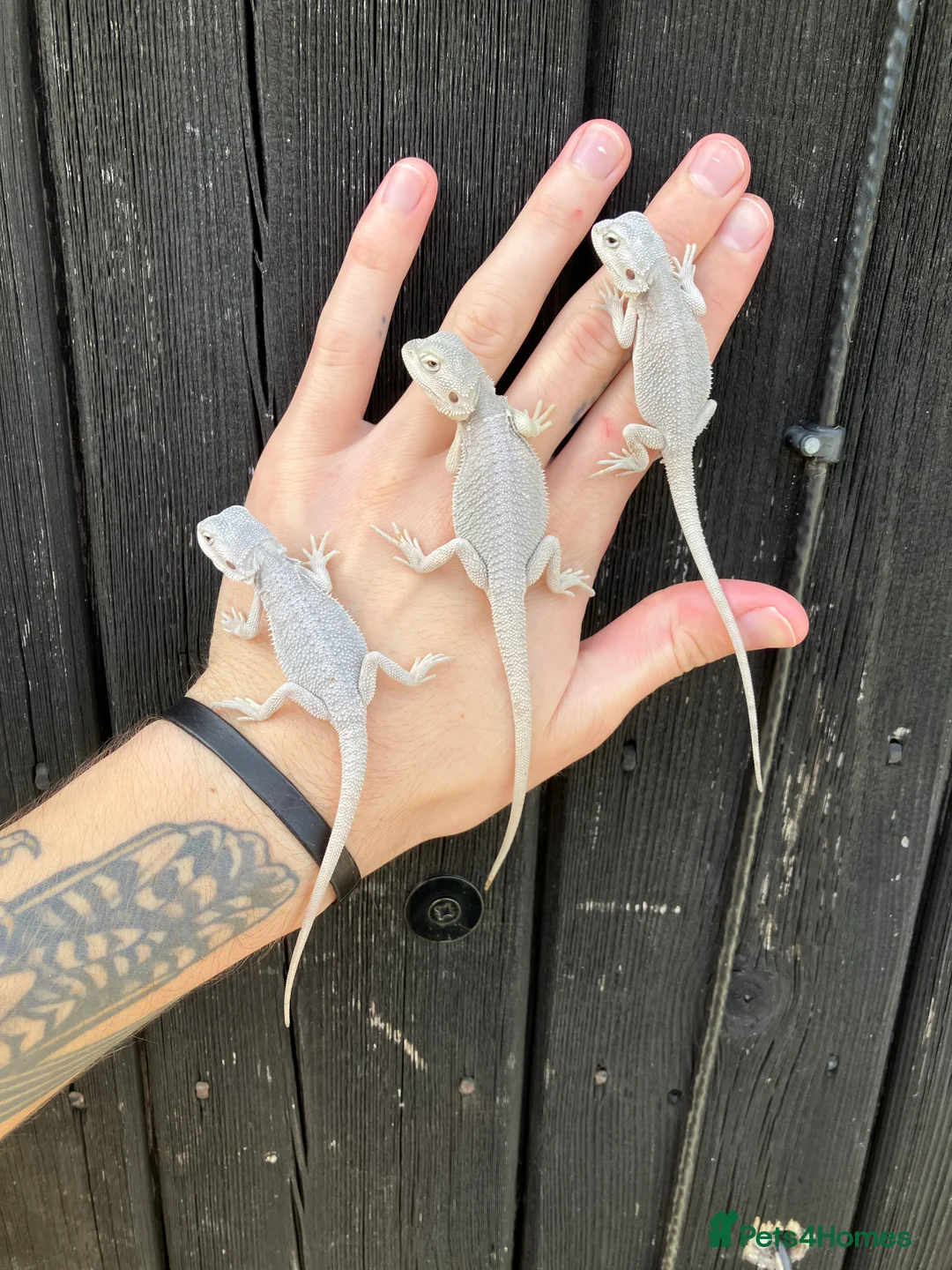 Bearded Dragon reptiles for sale: Various Bearded Dragon Morphs in Downham Market - Advert 22