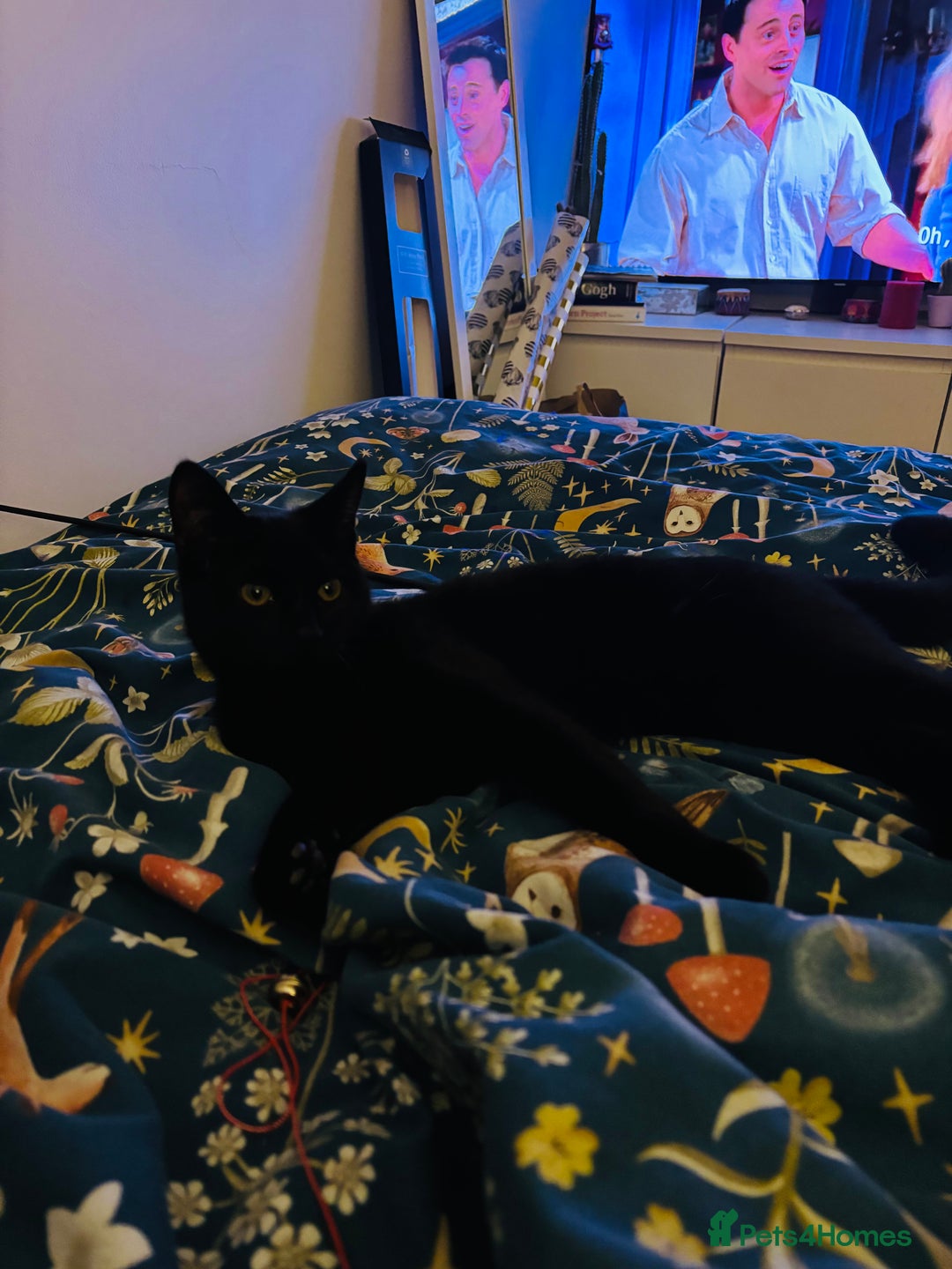 British Shorthair cats for sale: Black female kitten  - Advert 2