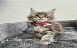 Maine Coon cats for sale: Champion line Maine Coon kittens available  - Image 7