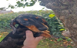 Miniature Dachshund dogs for sale: Beautiful litter of 6 true to type miniature pups. - Image 27