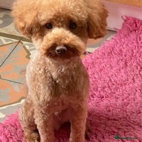 Toy Poodle dogs AT STUD KC REG TOY POODLE JAM  CLEAR DNA TESTS in High Wycombe - Advert 16