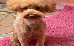 Toy Poodle dogs for stud: AT STUD KC REG TOY POODLE JAM  CLEAR DNA TESTS in High Wycombe - Image 1