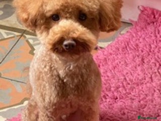 Toy Poodle dogs in High Wycombe - Advert 6