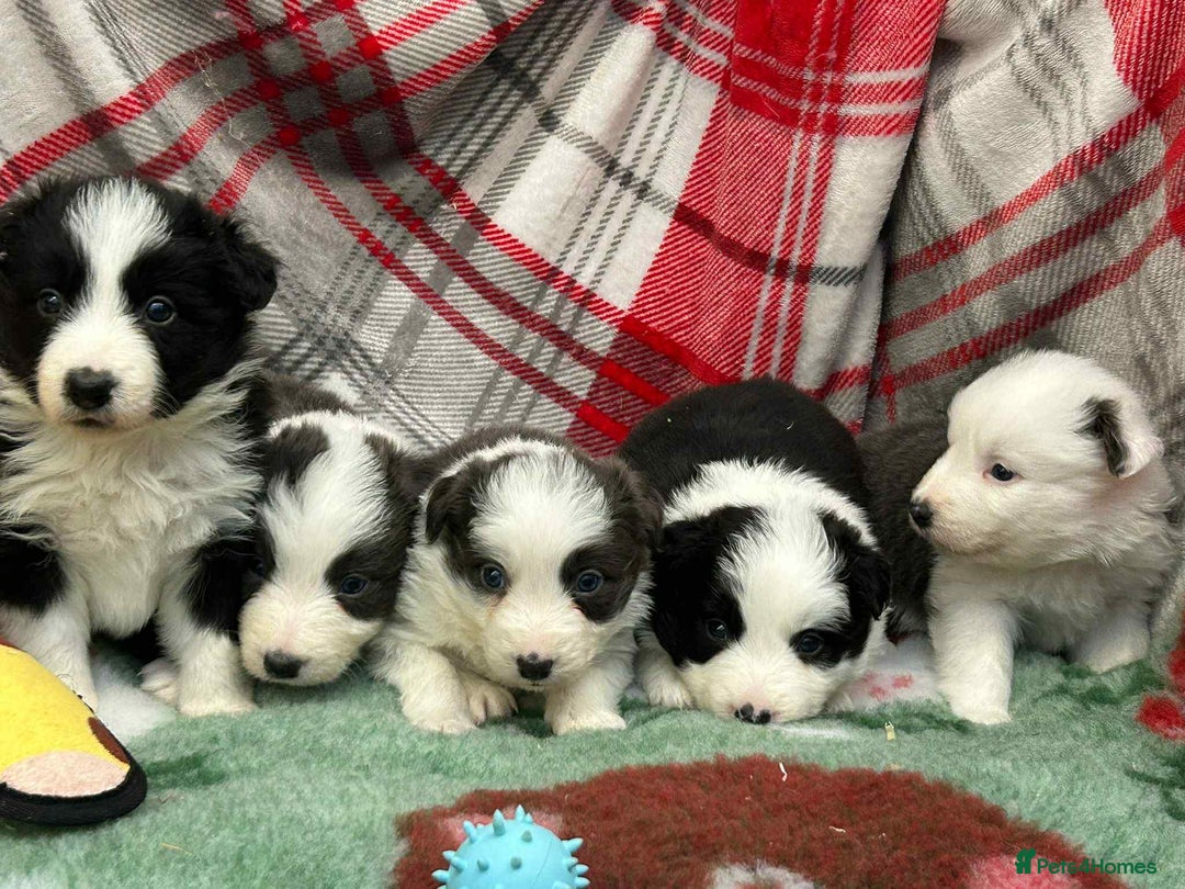 Border Collie dogs for sale: WINNING CRUFTS COMPETITORS. KC REG, HEALTH TESTED - Image 12