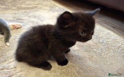 Ragdoll cats for sale: Ragdoll x BSH kittens (individually priced) - Image 34