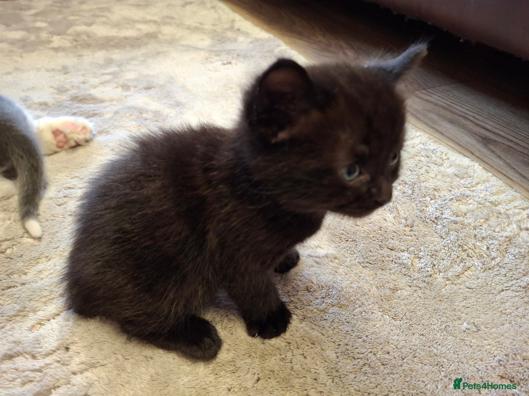 Ragdoll cats for sale: Ragdoll x BSH kittens (individually priced) - Image 34
