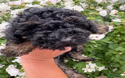 Toy Poodle dogs for sale: Toy poodle  - Image 8