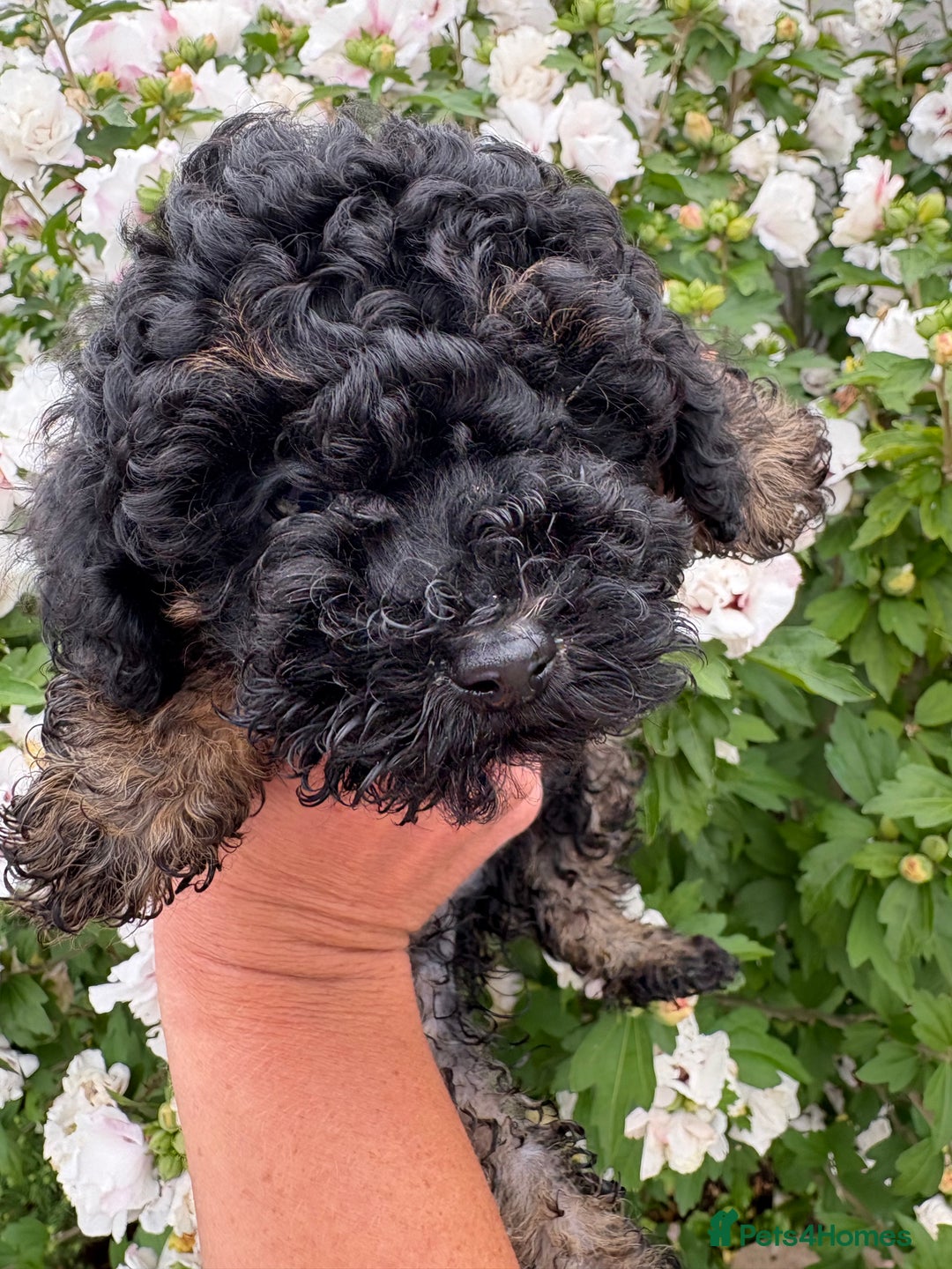 Toy Poodle dogs for sale: Toy poodle  - Image 8