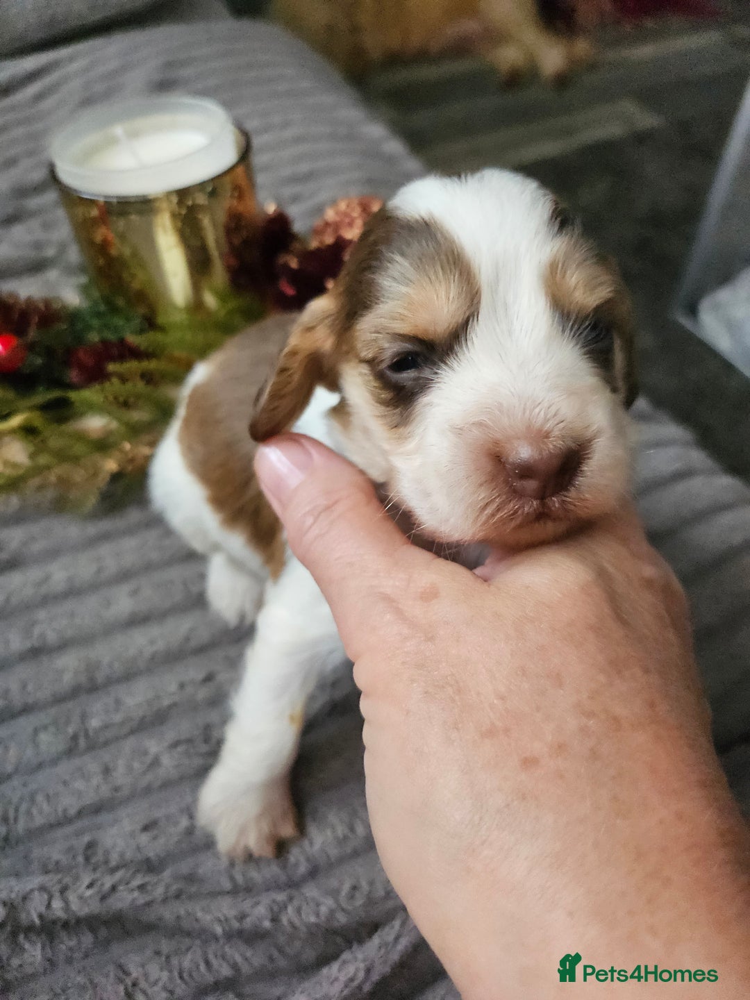 Cockapoo dogs for sale: F2 cockerpoo puppies  - Image 8