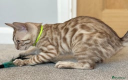 Bengal cats for sale: 💚Marvellous Mink💚 Male Bengal TICA Reg - Image 5