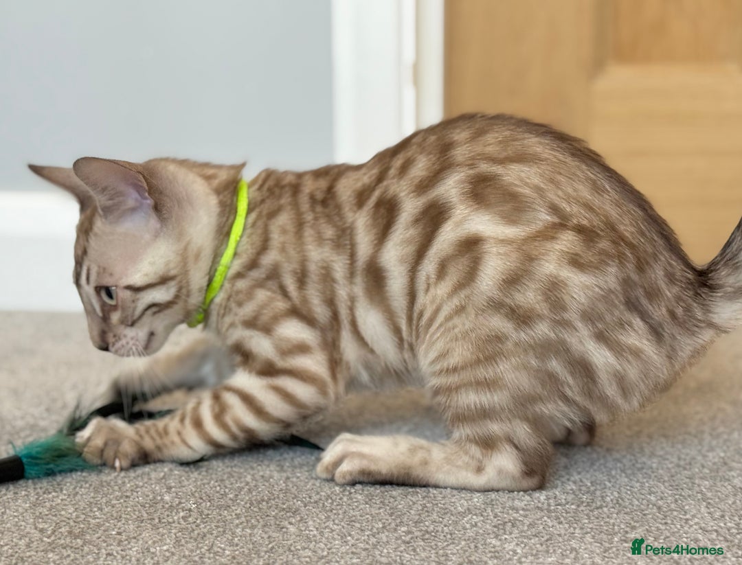 Bengal cats for sale: 💚Marvellous Mink💚 Male Bengal TICA Reg - Image 5