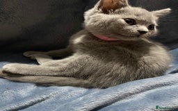 British Shorthair cats for sale: Adorable British shorthair kittens  - Image 15