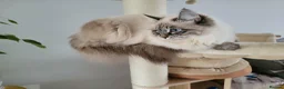 Siberian cats for sale: 💎Championship Line - Last Available Kitten💎 - Advert 29