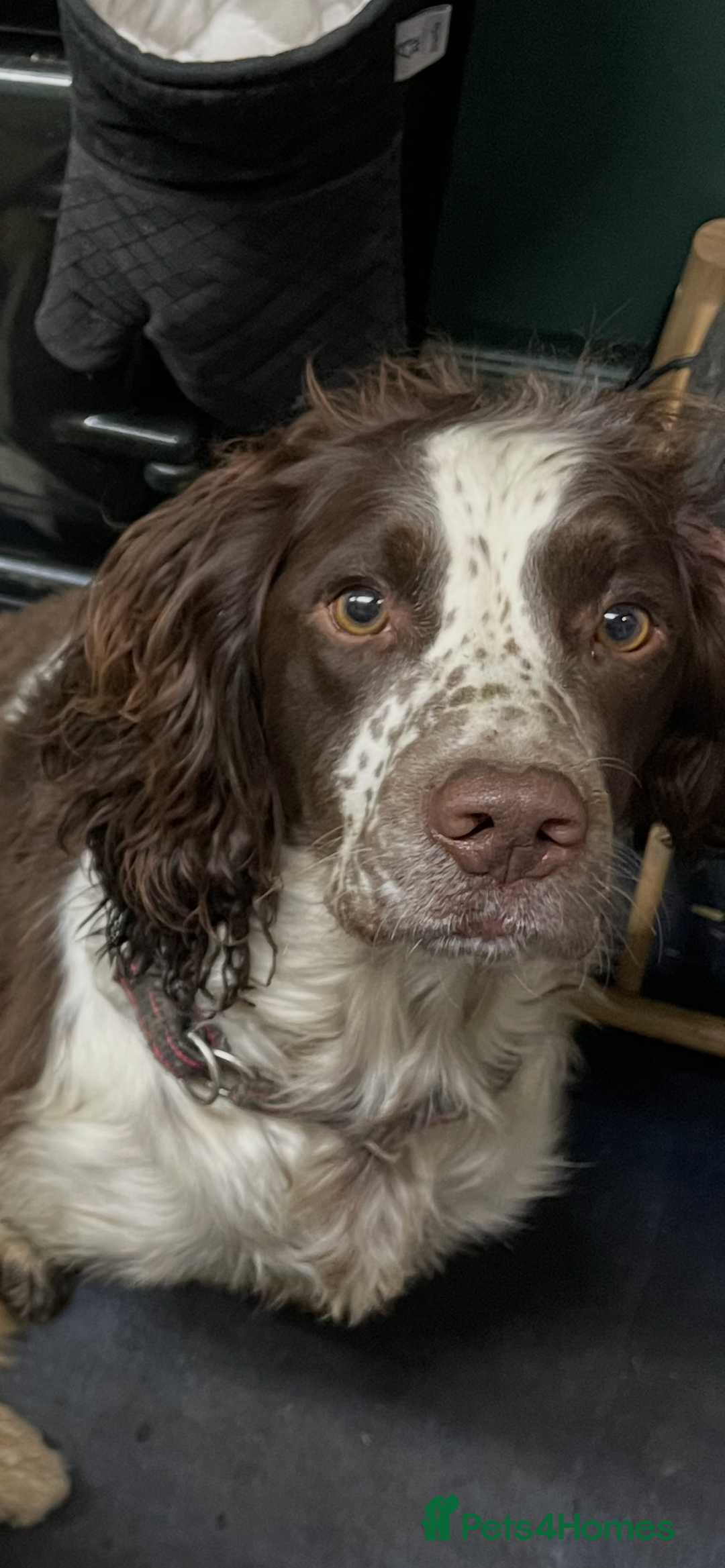 Mixed Breed dogs for sale: Beautiful Sprocker - Advert 3