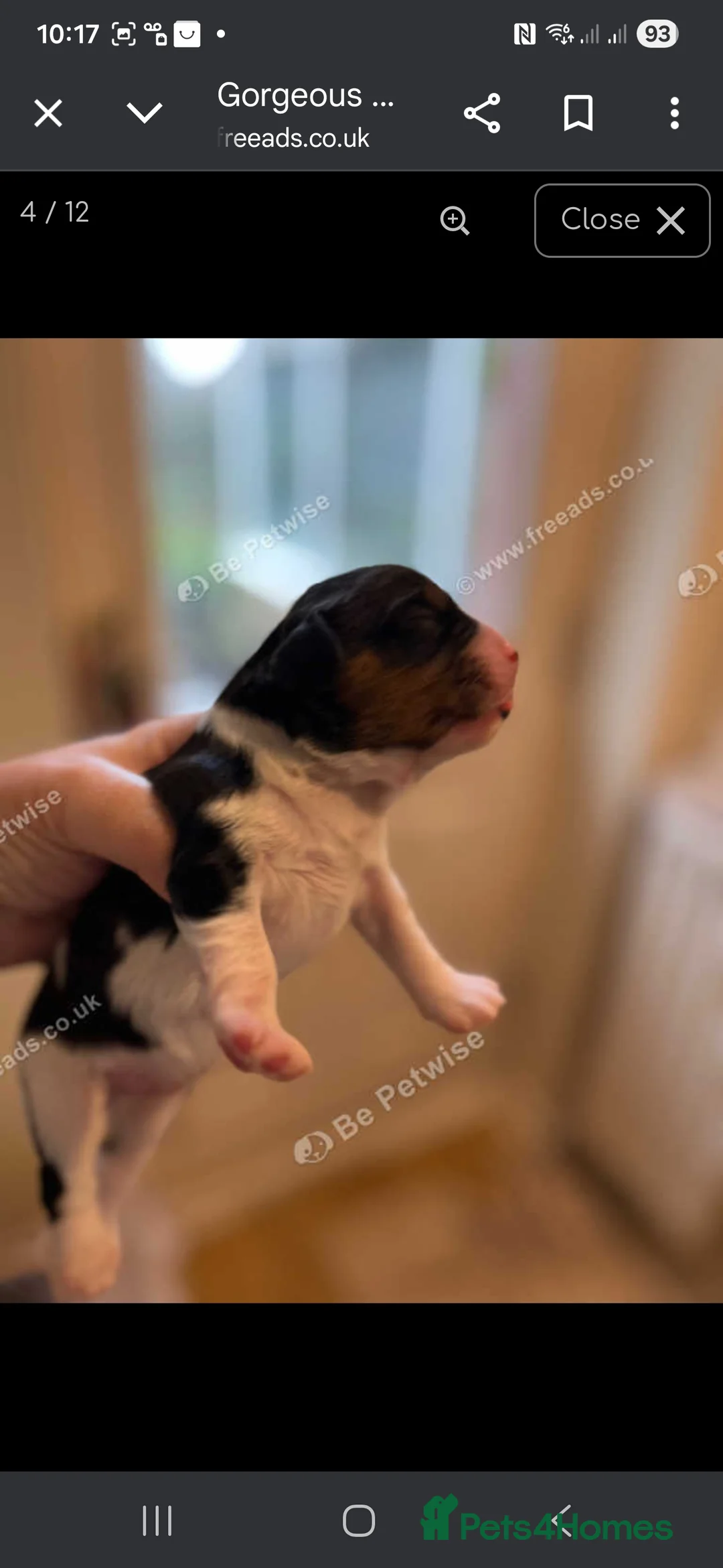Cavalier King Charles Spaniel dogs for sale: King Charles puppies for sale 3 boys and 2 girls.  - Advert 7