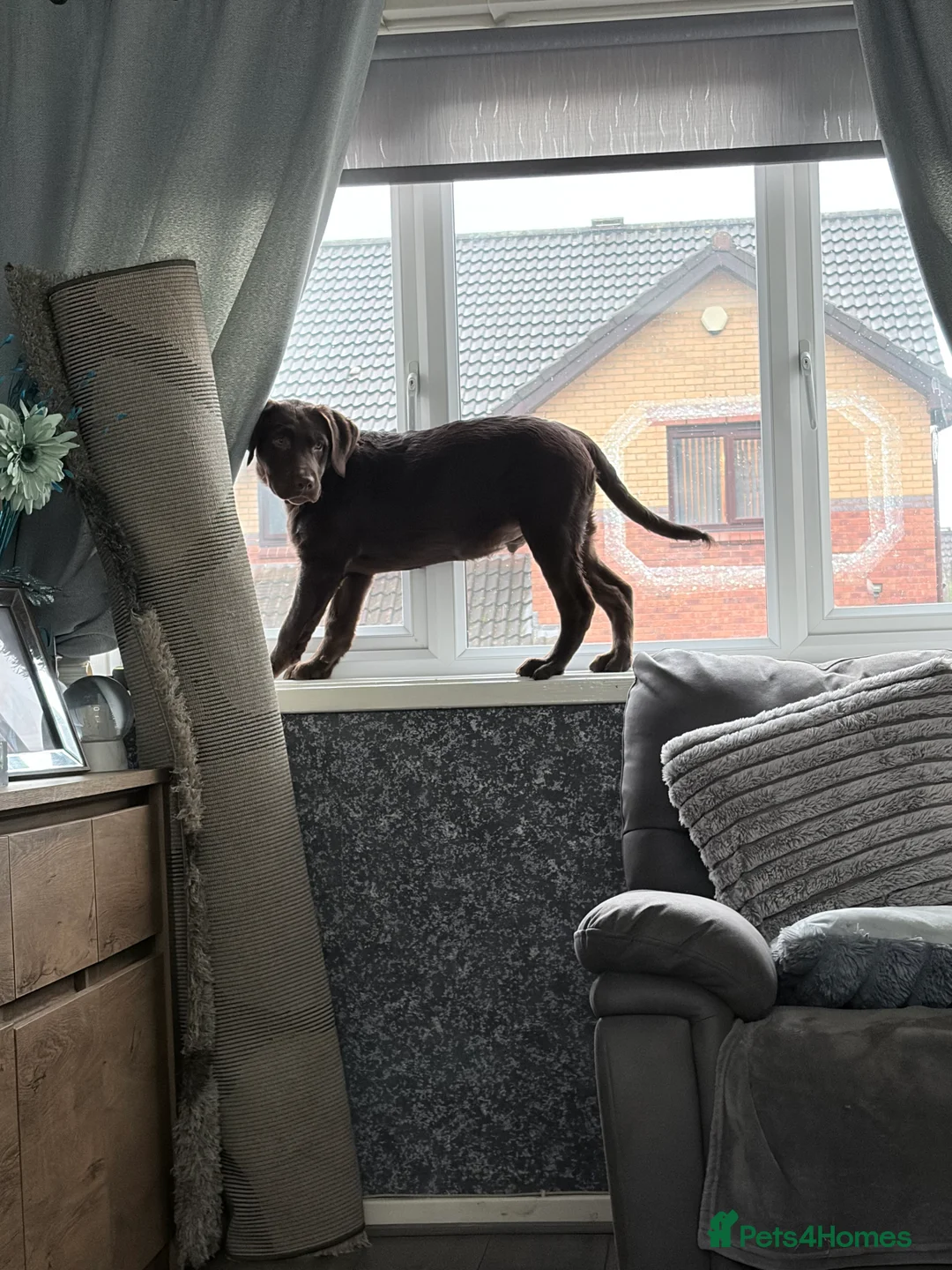 Labrador Retriever dogs for sale: Chocolate Labrador 4 month male  - Advert 4