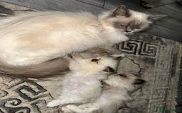 Ragdoll cats for sale: 1 beautiful blue eyed fluffy ragdoll left  - Image 6