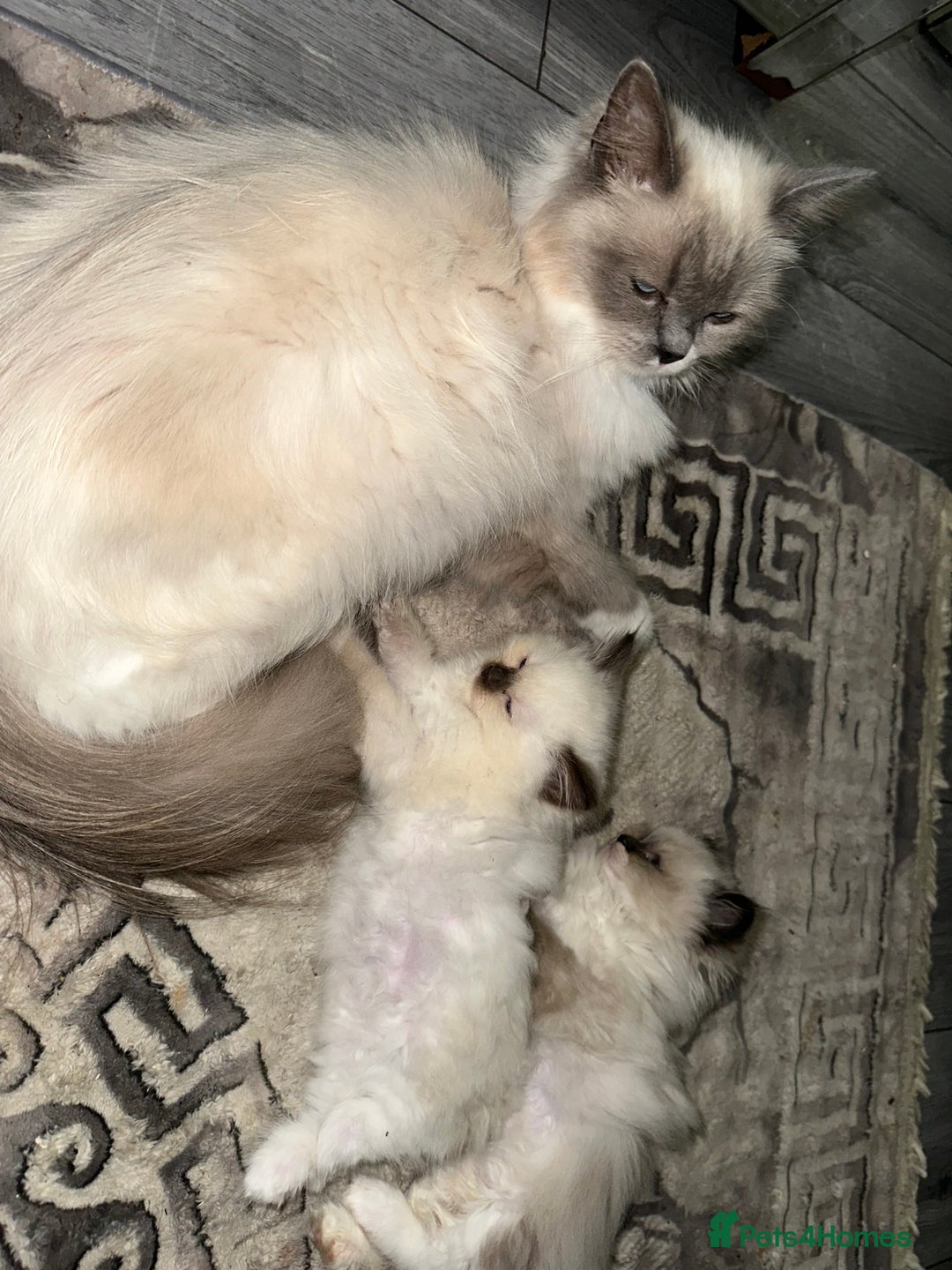 Ragdoll cats for sale: 1 beautiful blue eyed fluffy ragdoll left  - Image 6