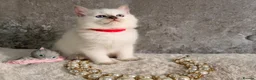 Ragdoll cats for sale: Stunning 🌟 Ragdoll Kittens 🌟  - Advert 11