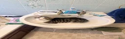 Mixed Breed cats for sale: *Free* 1 year old Vincent  - Advert 6