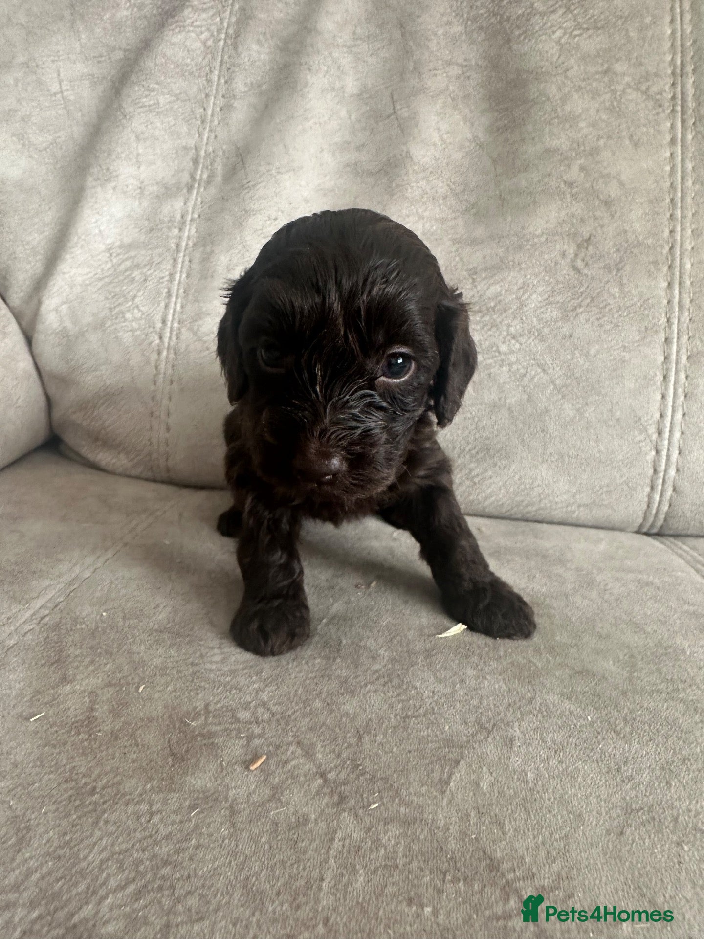 Cockapoo dogs F1 Cockapoos ⭐️ Last girl available ⭐️ - Advert 15