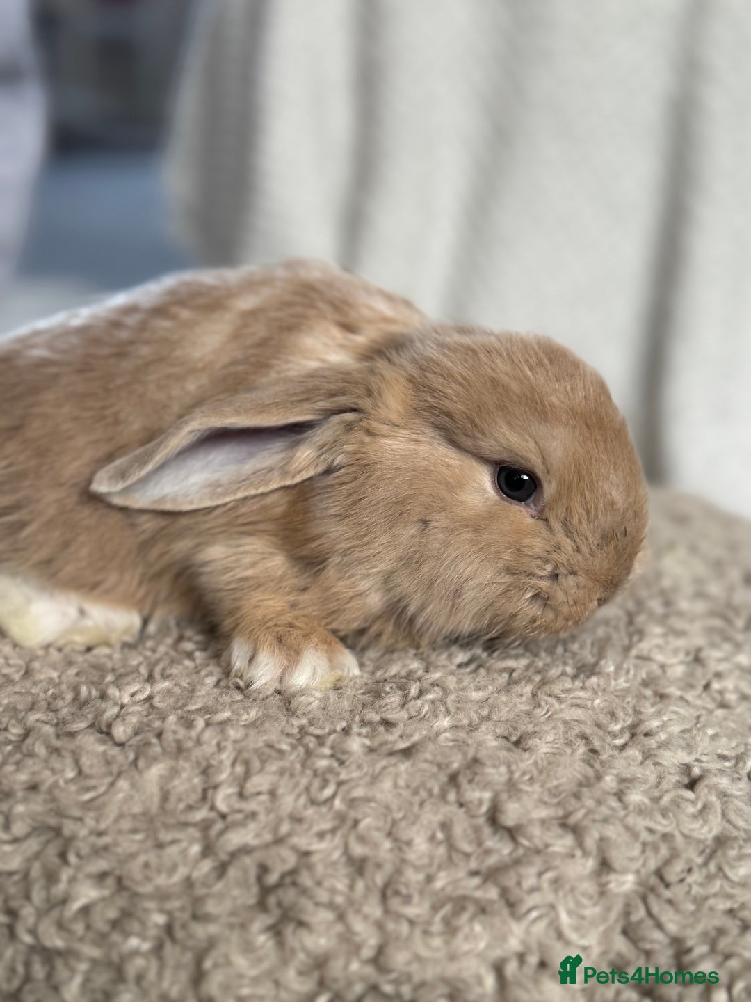 French Lop rabbits for sale: ❤️ Hand Raised French Lop Babies - Advert 20