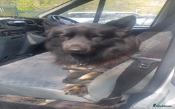 German Shepherd dogs for stud: Stud. - Image 6