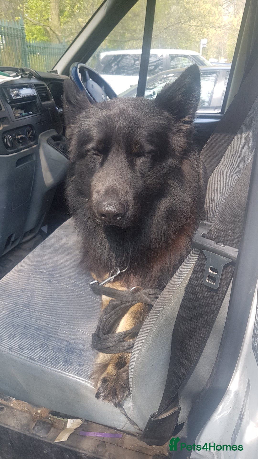 German Shepherd dogs for stud: Stud. - Image 6