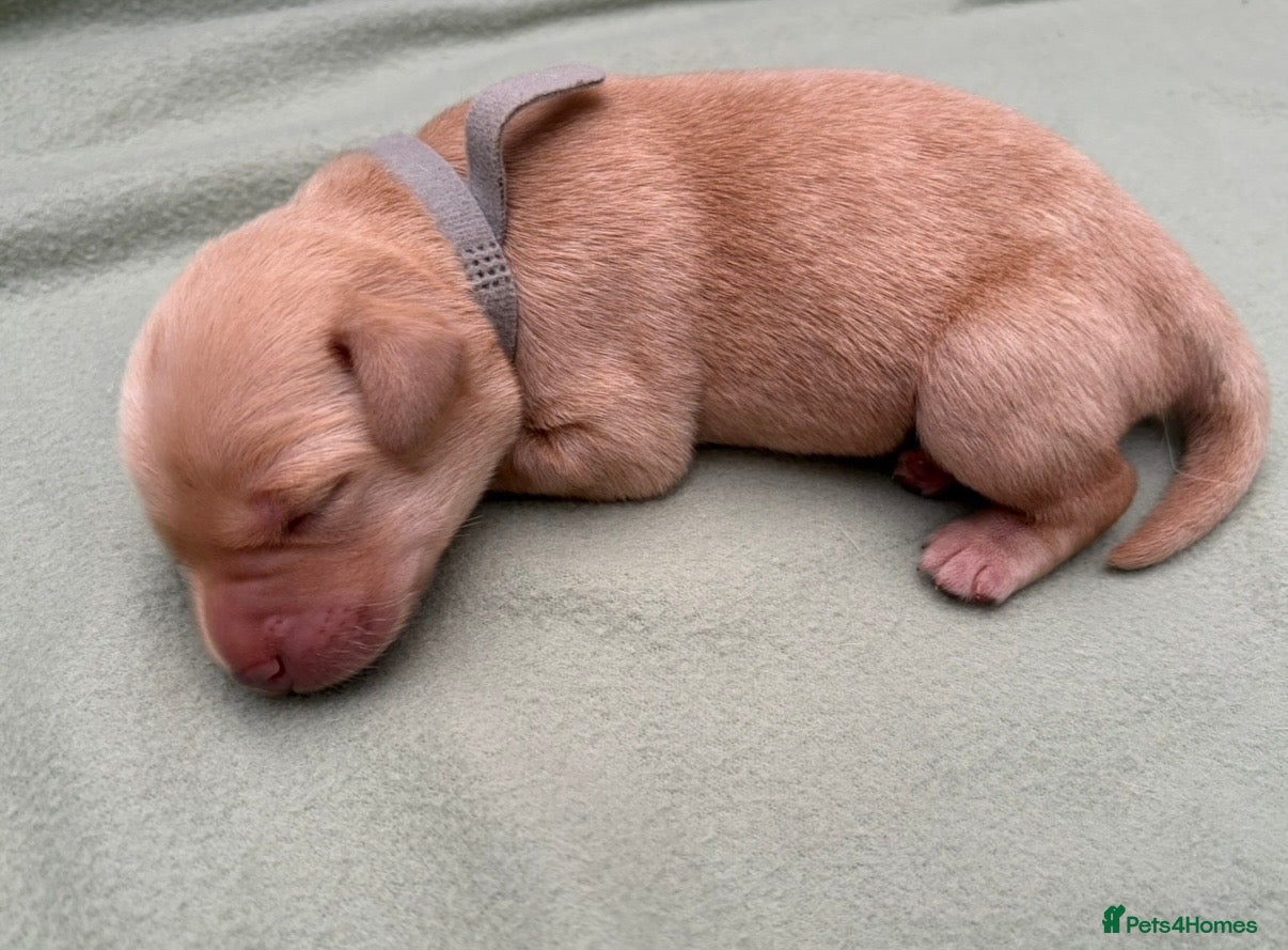 Labrador Retriever dogs 7 KC Reg Labrador champion bloodline Puppies - Advert 2