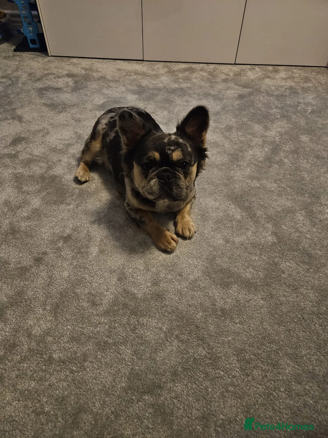 French Bulldog dogs for sale: Female Fluffy Merle French Bulldog 14 Months - Advert 3