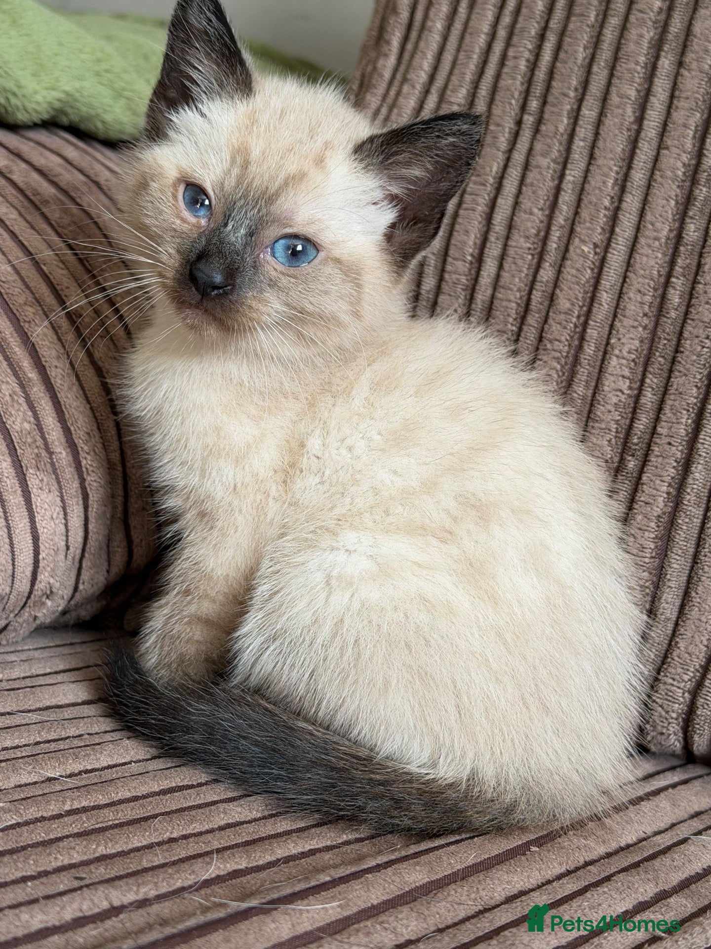 Ragdoll cats Beautiful female ragdoll cross kitten - Advert 15