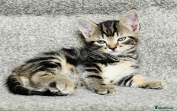 Mixed Breed cats for sale: Stunning Turkish angora x Maine coon - Image 10