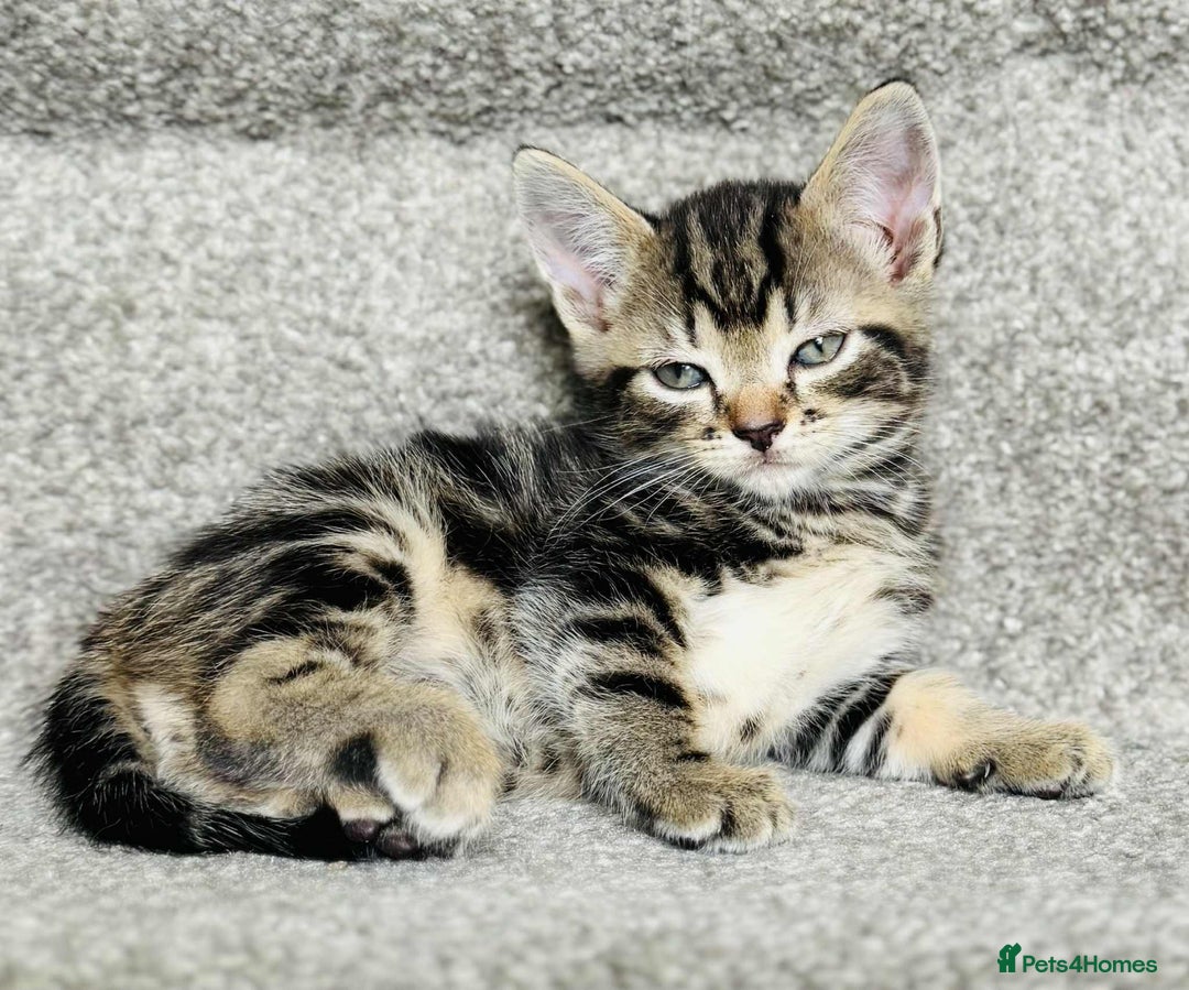 Mixed Breed cats for sale: Stunning Turkish angora x Maine coon - Image 10