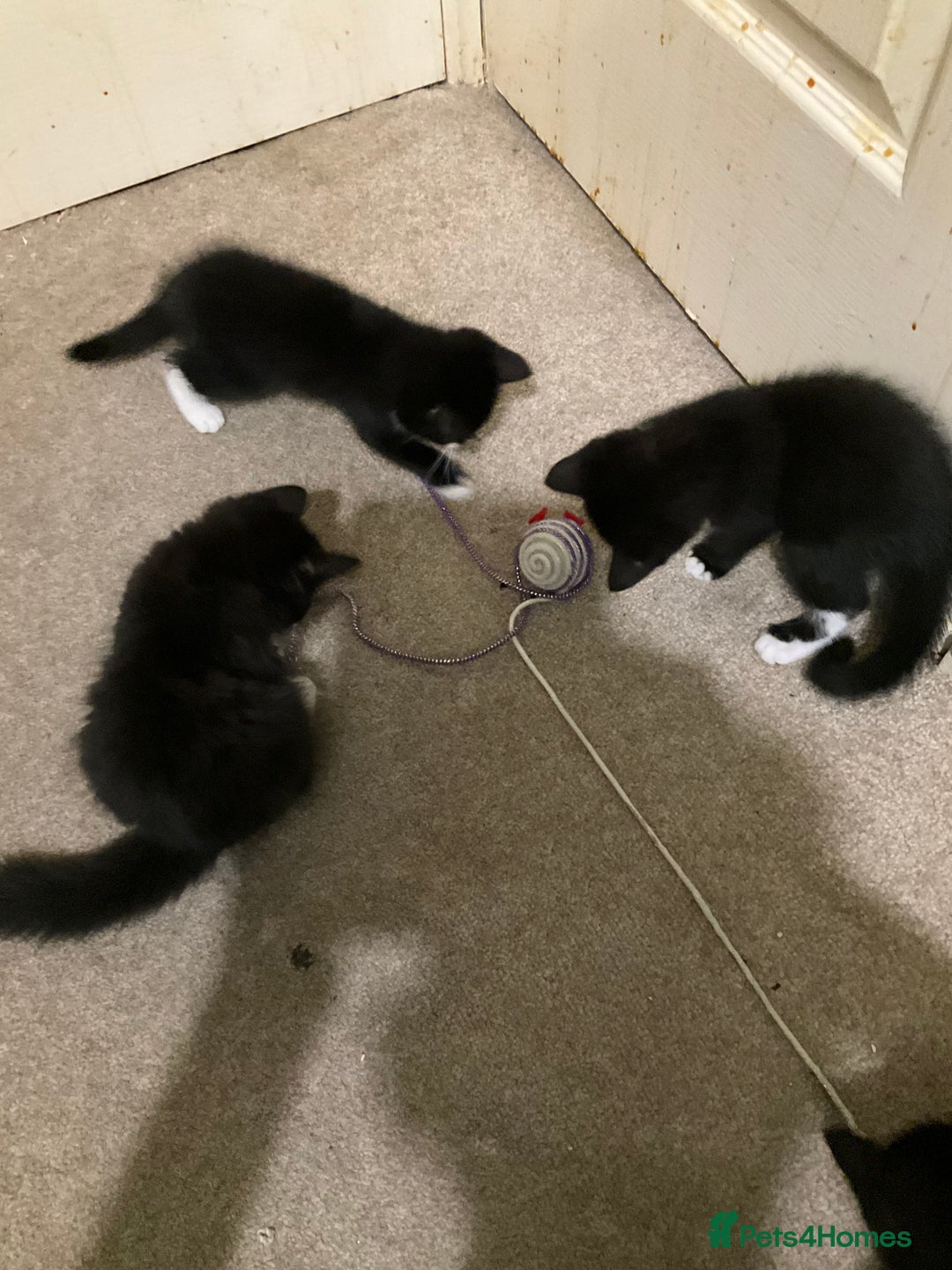 British Shorthair cats for sale: 3 kittens all female looking for a good home - Image 2