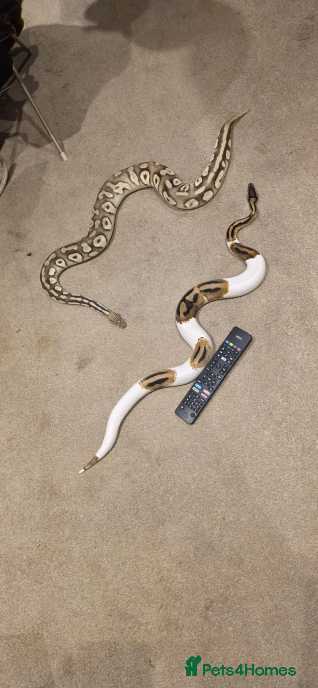 Python Snake reptiles for sale: Royal Pythons avaliable - Advert 2